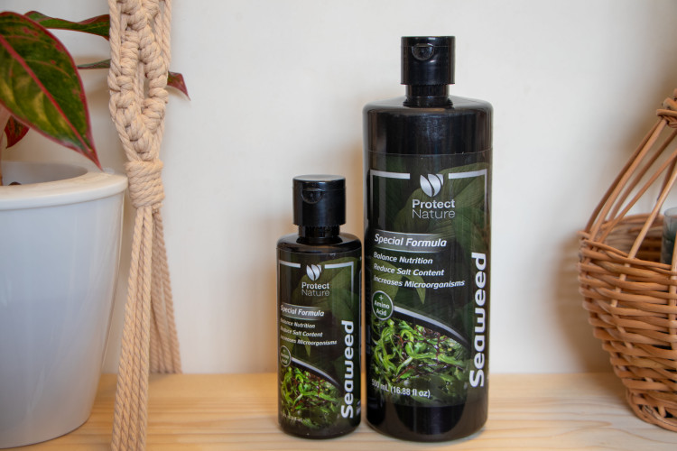 جلبک دریایی